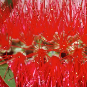 M.H. Garden, Bottlebrush