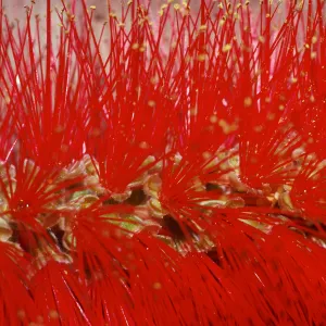 in M.H. Garden, Bottlebrush