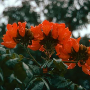 Lake Baringo,Tulip Garden
