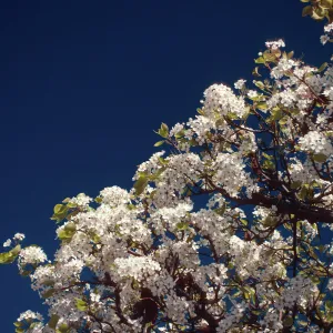 First spring bloom tree