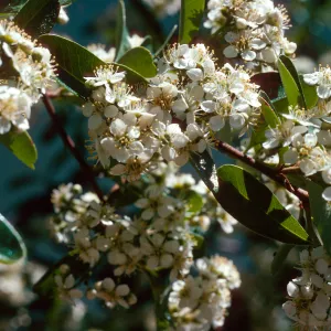 Pyracantha