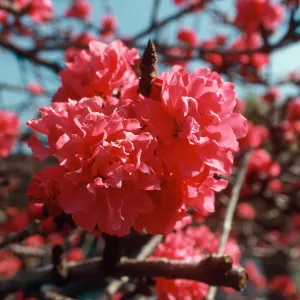 M.H., tree, flower, ornamental peach