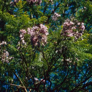 Jacaranda