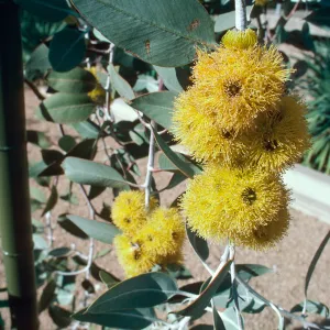 UA campus, Eucalypt