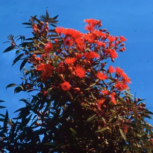 Parkmerced, eucalypt in bloom