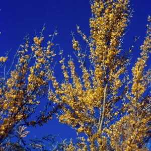 Brave Bull Ranch, trees, Mesquite