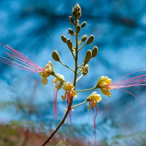 flower tree, acclimatised