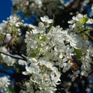 Santa Barbara Tree