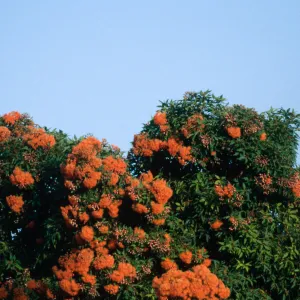 flowering tree