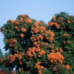 flowering tree