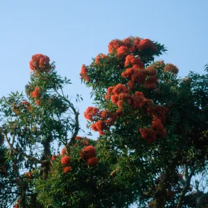 flowering tree