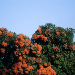 flowering tree