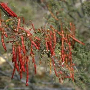 Acacia? pods,wildflower color, tree