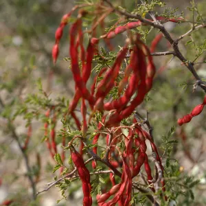Acacia? pods,wildflower color, tree