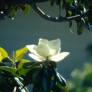 Magnolia sp./v