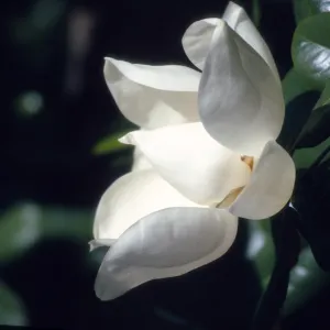 Magnolia close M.H./v