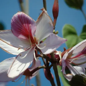 Trees, Bauhinia flowers