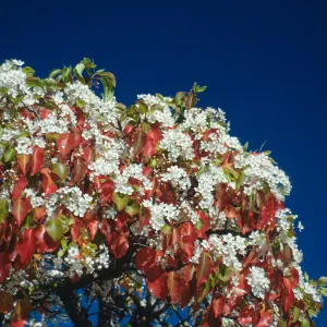 Plants, flowering trees