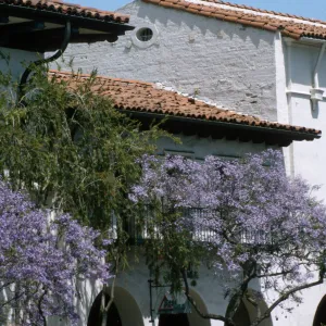 Plants, Jacaranda