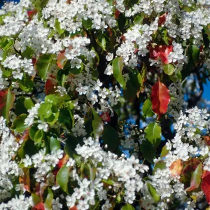 Tree, Spring ?