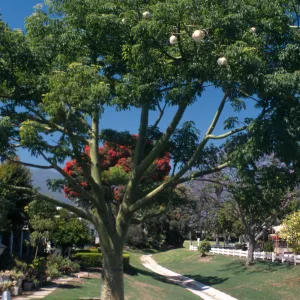 View Mobile Homepark Trees