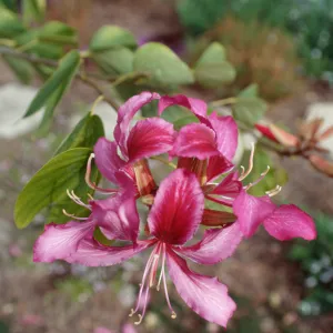 M.H.Bauhinia (Tree)