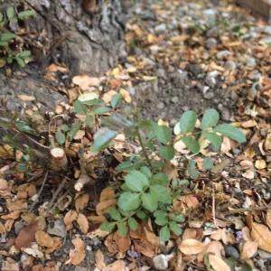 Obnoxious Peppertree