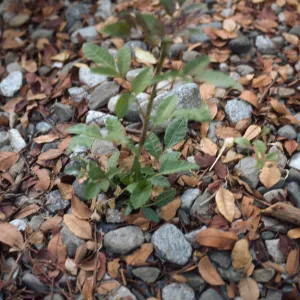 Obnoxious Peppertree