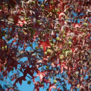 La Cumbre Plaza, Trees Fall, Liquid amber