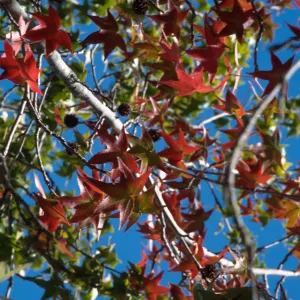 Alice Keck Park, Fall, Leaves