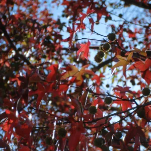 La Cumbre Plaza, Trees Fall, Liquid amber