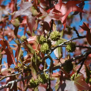 Fall, Liquid amber tree