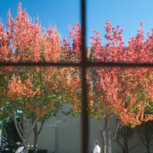 CA, Santa Barbara, Red Fall Trees