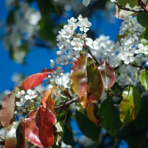 CA, Santa Barbara, Plants, flowering tree
