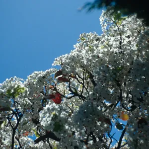CA, Santa Barbara, Plants, flowering tree