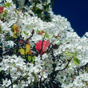 CA, Santa Barbara, Plants, flowering tree