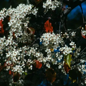 CA, Santa Barbara, Plants, flowering tree