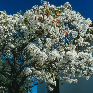 CA, Santa Barbara, Plants, flowering tree