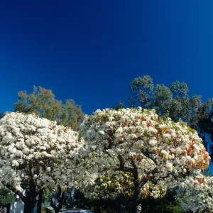 CA, Santa Barbara, Plants, flowering tree