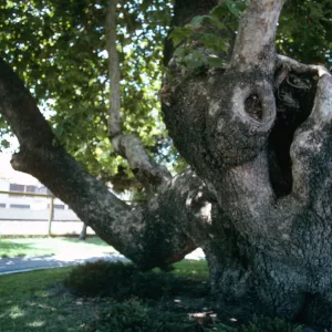 CA, San Juan Capistrano, Skeleton-Ghost Trees, Old Tree