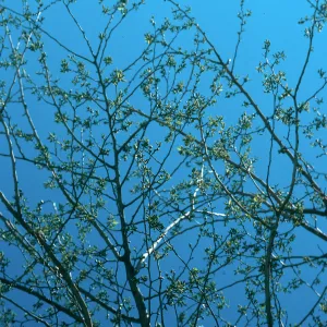 AZ, Tucson, Trees: Tops only- Mobile Home Park, branches (Mulberry)