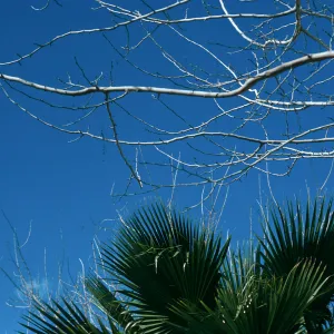AZ, Tucson, Trees: Tops only- Mobile Home Park, branches
