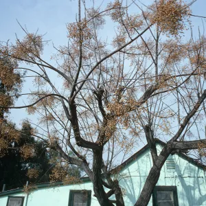 CA, San Juan Capistrano, Tree tops: branches