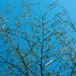 AZ, Tuscon, Tree Tops-Mobile Home Park, Trees, Mulberry