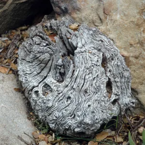 CA, Santa Barbara, Trees: Trunks and bark-Botanic Garden tree trunk design