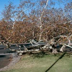 CA, San Juan Capistrano, Trees: Trunks and bark-Education Center, Tree