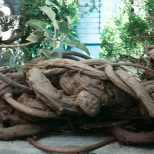 CA, Santa Barbara, Trees: Trunks and bark-Inside Meridian Court, De La Guerra, twisted vines
