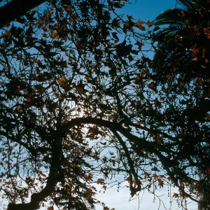 CA, San Juan Capistrano, Trees: Trunks and bark-Education Center, tree & church