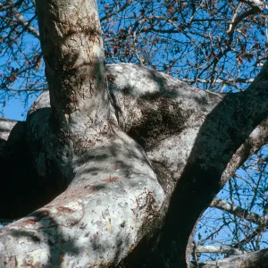 CA, San Juan Capistrano, Trees: Trunks and bark-Education Center, tree detail