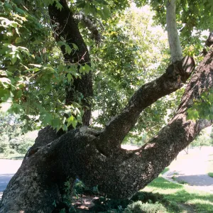 CA, San Juan Capistrano, Trees: Trunks and bark- old tree